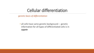 Cellular differentiation
genetic basis of differentiation
• all cells have same genetic background – genetic
information for all types of differentiated cells is in
zygote
 
