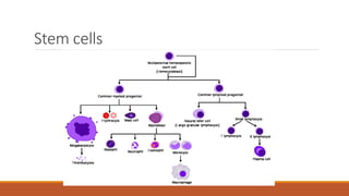Stem cells
 