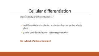Cellular differentiation
irreversibility of differentiation ??
• dedifferentiation in plants - a plant callus can evolve whole
plant
• partial dedifferentiation - tissue regeneration
the subject of intense research
 