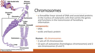 Chromosomes
• a threadlike linear strand of DNA and associated proteins
in the nucleus of eukaryotic cells that carries the genes
and functions in the transmission of hereditary
information
components:
• DNA
• acidic and basic protein
Human - 46 chromosomes
• 2 sets of 23 chromosomes
• 22 pairs of autosomes (homologous chromosomes) and 2
sex chromosomes (X and Y)
 