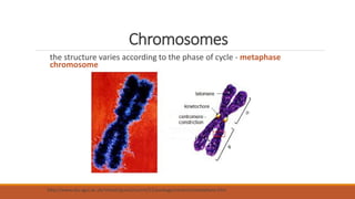 Chromosomes
the structure varies according to the phase of cycle - metaphase
chromosome
http://www.elu.sgul.ac.uk/rehash/guest/scorm/53/package/content/metaphase.htm
 