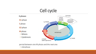 Cell cycle
4 phases
G1 phase
S phase
G2 phase
M phase
• Mitosis
• Cytokinesis
period between one M phase and the next one
• interphase
 