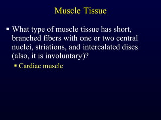 Muscle Tissue What type of muscle tissue has short, branched fibers with one or two central nuclei, striations, and intercalated discs (also, it is involuntary)? Cardiac muscle 