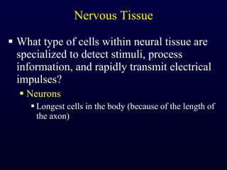 Nervous Tissue What type of cells within neural tissue are specialized to detect stimuli, process information, and rapidly transmit electrical impulses? Neurons Longest cells in the body (because of the length of the axon) 