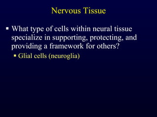 Nervous Tissue What type of cells within neural tissue specialize in supporting, protecting, and providing a framework for others? Glial cells (neuroglia) 