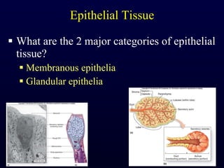 Epithelial Tissue What are the 2 major categories of epithelial tissue? Membranous epithelia Glandular epithelia 
