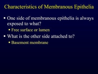Characteristics of Membranous Epithelia One side of membranous epithelia is always exposed to what? Free surface or lumen What is the other side attached to? Basement membrane 
