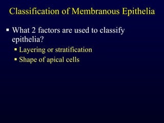 Classification of Membranous Epithelia What 2 factors are used to classify epithelia? Layering or stratification Shape of apical cells 