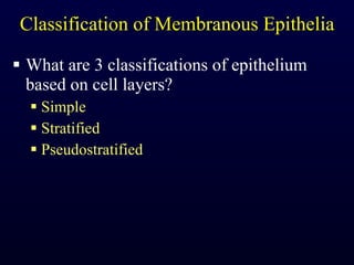 Classification of Membranous Epithelia What are 3 classifications of epithelium based on cell layers? Simple Stratified Pseudostratified 