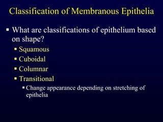 Classification of Membranous Epithelia What are classifications of epithelium based on shape? Squamous Cuboidal Columnar Transitional Change appearance depending on stretching of epithelia 