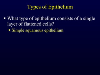 Types of Epithelium What type of epithelium consists of a single layer of flattened cells? Simple squamous epithelium 