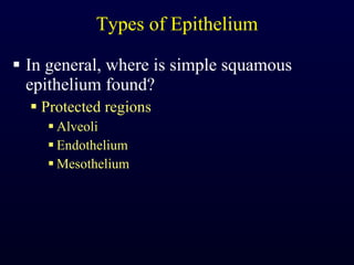 Types of Epithelium In general, where is simple squamous epithelium found? Protected regions Alveoli Endothelium Mesothelium 