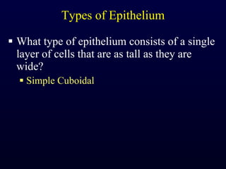 Types of Epithelium What type of epithelium consists of a single layer of cells that are as tall as they are wide? Simple Cuboidal 