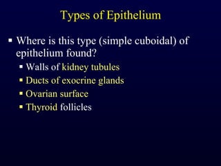 Types of Epithelium Where is this type (simple cuboidal) of epithelium found? Walls of  kidney tubules Ducts of exocrine glands Ovarian surface Thyroid  follicles 