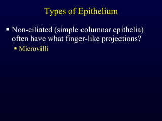 Types of Epithelium Non-ciliated (simple columnar epithelia) often have what finger-like projections? Microvilli 
