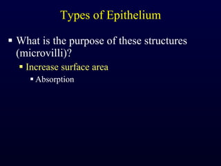 Types of Epithelium What is the purpose of these structures (microvilli)? Increase surface area Absorption 