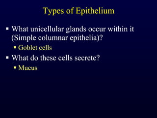 Types of Epithelium What unicellular glands occur within it (Simple columnar epithelia)? Goblet cells What do these cells secrete? Mucus 