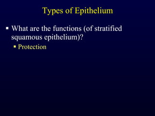 Types of Epithelium What are the functions (of stratified squamous epithelium)? Protection 
