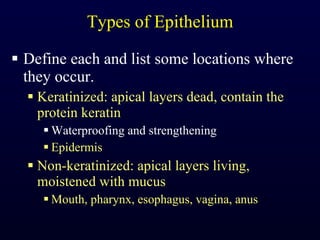 Types of Epithelium Define each and list some locations where they occur. Keratinized: apical layers dead, contain the protein keratin Waterproofing and strengthening Epidermis Non-keratinized: apical layers living, moistened with mucus Mouth, pharynx, esophagus, vagina, anus 