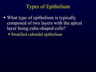 Types of Epithelium What type of epithelium is typically composed of two layers with the apical layer being cube-shaped cells? Stratified cuboidal epithelium 