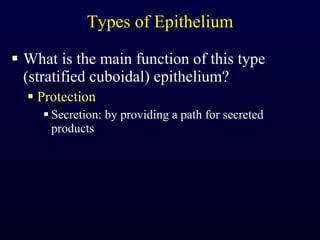 Types of Epithelium What is the main function of this type (stratified cuboidal) epithelium? Protection Secretion: by providing a path for secreted products 
