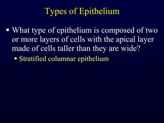 Types of Epithelium What type of epithelium is composed of two or more layers of cells with the apical layer made of cells taller than they are wide? Stratified columnar epithelium 