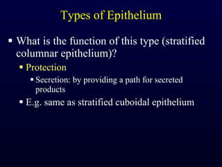 Types of Epithelium What is the function of this type (stratified columnar epithelium)? Protection Secretion: by providing a path for secreted products E.g. same as stratified cuboidal epithelium 