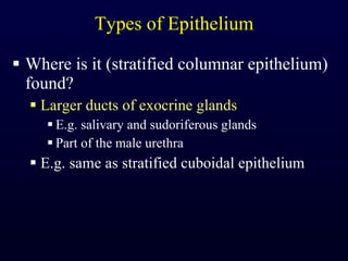 Types of Epithelium Where is it (stratified columnar epithelium) found? Larger ducts of exocrine glands E.g. salivary and sudoriferous glands Part of the male urethra E.g. same as stratified cuboidal epithelium 