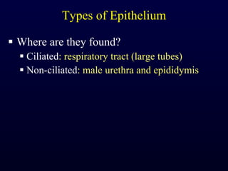 Types of Epithelium Where are they found? Ciliated : respiratory tract (large tubes) Non-ciliated : male urethra and epididymis 