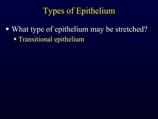 Types of Epithelium What type of epithelium may be stretched? Transitional epithelium 