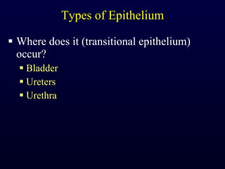Types of Epithelium Where does it (transitional epithelium) occur? Bladder Ureters Urethra 
