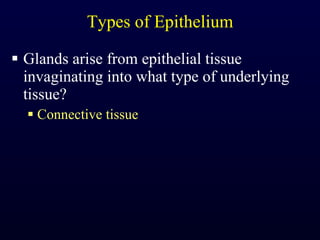 Types of Epithelium Glands arise from epithelial tissue invaginating into what type of underlying tissue? Connective tissue 