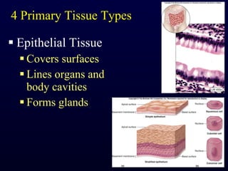 4 Primary Tissue Types Epithelial Tissue Covers surfaces Lines organs and body cavities Forms glands 