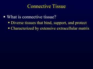 Connective Tissue What is connective tissue? Diverse tissues that bind, support, and protect Characterized by extensive extracellular matrix 