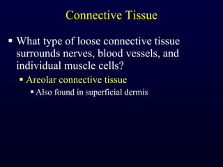 Connective Tissue What type of loose connective tissue surrounds nerves, blood vessels, and individual muscle cells? Areolar connective tissue Also found in superficial dermis 
