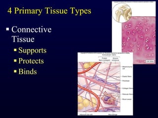 4 Primary Tissue Types Connective Tissue Supports Protects Binds 