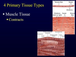 4 Primary Tissue Types Muscle Tissue Contracts 