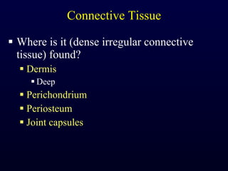 Connective Tissue Where is it (dense irregular connective tissue) found? Dermis Deep Perichondrium Periosteum Joint capsules 