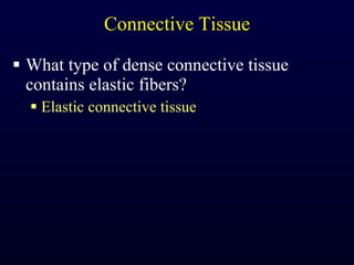 Connective Tissue What type of dense connective tissue contains elastic fibers? Elastic connective tissue 