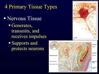 4 Primary Tissue Types Nervous Tissue Generates, transmits, and receives impulses Supports and protects neurons 