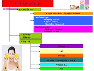 TPCN và chức năng gan