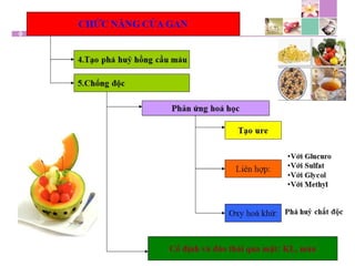 TPCN và chức năng gan