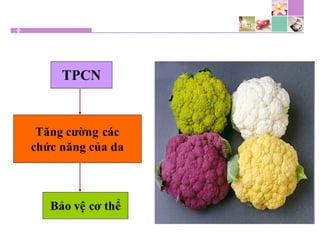 TPCN và chức năng gan