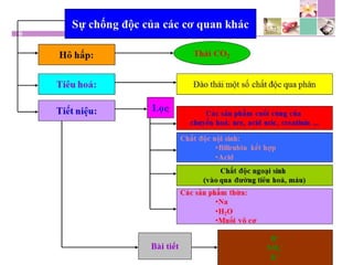 TPCN và chức năng gan