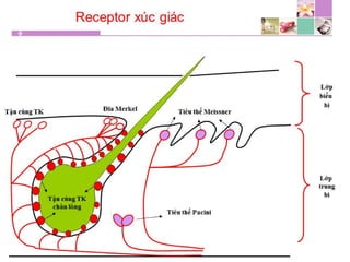 TPCN và chức năng gan