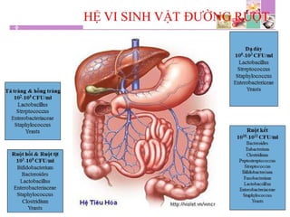 TPCN và chức năng gan