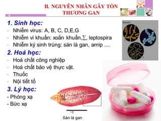 TPCN và chức năng gan