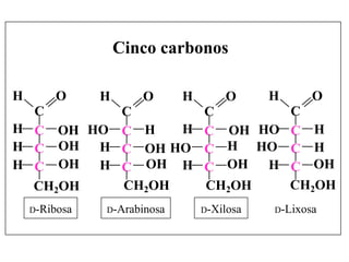 Cinco carbonos

H       O      H      O      H       O      H      O
  C       C                      C       C
H C OH HO C H   H                C OH HO C H
H C OH  H C OH HO                C H HO C H
H C OH  H C OH H                 C OH  H C OH
  CH2OH   CH2OH                  CH2OH   CH2OH
    D-Ribosa   D-Arabinosa       D-Xilosa   D-Lixosa
 