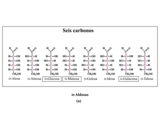 Seis carbonos




D-Alosa   D-Altrosa   D-Glucosa   D-Manosa    D-Gulosa   D-Idosa   D-Galactosa   D-Talosa




                                     D-Aldosas

                                        (a)
 