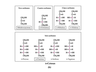 Tres carbonos       Cuatro carbonos                  Cinco carbonos




Dihidroxiacetona       D-Eritrulosa             D-Ribulosa       D-Xilulosa




                                Seis carbonos




    D-Psicosa      D-Fructosa          D-Sorbosa             D-Tagatosa


                                D-Cetosas

                                   (b)
 